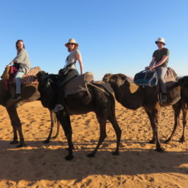 Camel riding, Sahara, Morocco