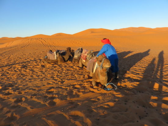 Camel riding, Sahara, Morocco
