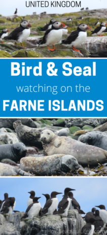 Bird and seal watching on the Farne Islands, UK