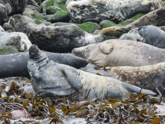 Grey seals. Watching on the Farne Islands, UK