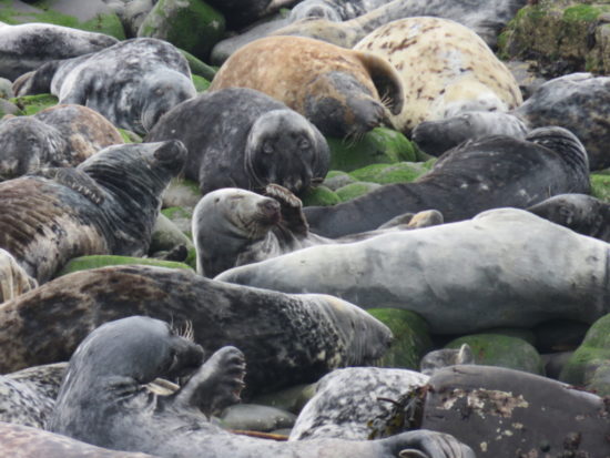 Grey seals. Watching on the Farne Islands, UK