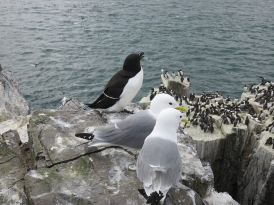 Razorbill and kittiwake. Bird and Seal Watching on the Farne Islands, UK