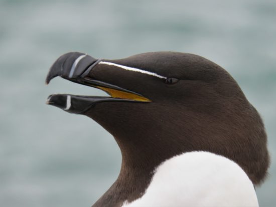 Razorbill Inner Farne. Bird and Seal Watching on the Farne Islands, UK