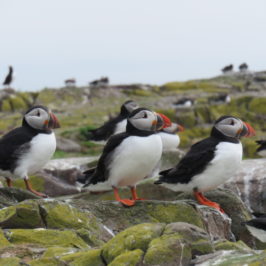 Puffins. Bird and Seal Watching on the Farne Islands, UK