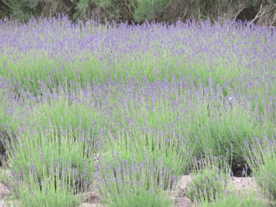 Jersey Lavender Farm. A Weekend in Jersey, Channel Islands