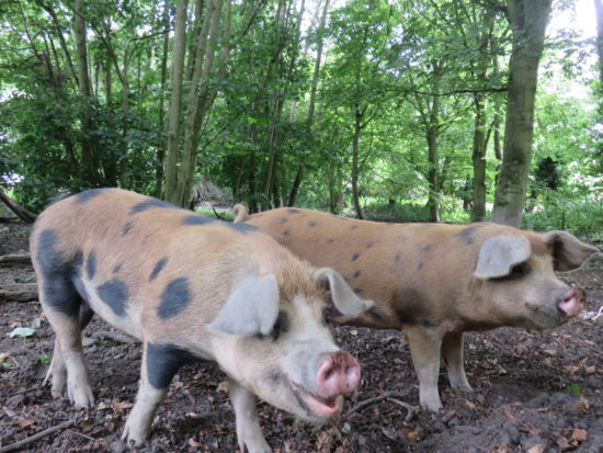 Pigs along the coastal path to Old Harry Rocks. Exploring the Jurassic Coastline of Dorset England