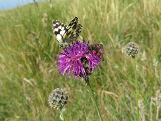 Butterflies and bugs enjoying the wildflowers on the Southwest Coastal Path. Exploring the Jurassic Coastline of Dorset England