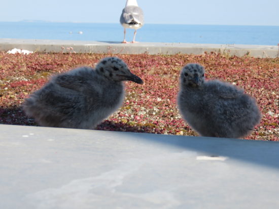 Gull chicks as Lyme Regis. Exploring the Jurassic Coastline of Dorset England