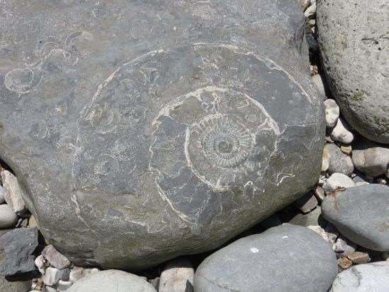 Ammonites on Fossil Beach, Lyme Regis. Exploring the Jurassic Coastline of Dorset England