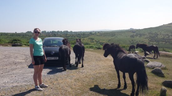 Cheeky Dartmoor Ponies surrounding the car. Visiting Dartmoor National Park, Devon, England