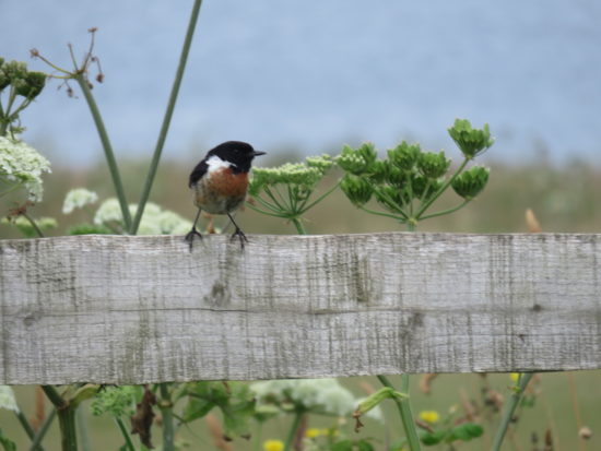 Stone Chat at Godrevy. Self-Drive Itinerary Around the Coast of Cornwall England