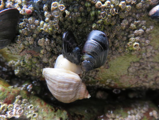 Whelks slowly eating the muscles on Chapel Porth Beach. Self-Drive Itinerary Around the Coast of Cornwall England