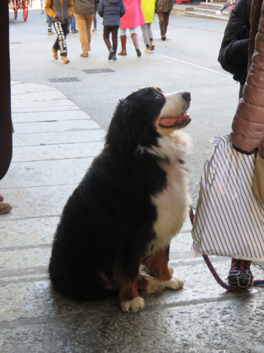 Bernese mountain dog in Chamonix. What to See and Do in and Around Chamonix French Alps – Other Than Skiing #winterholiday #france