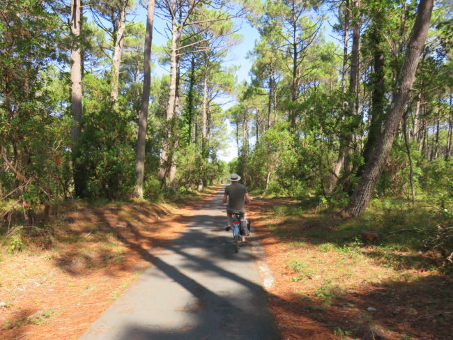 Cycle path through the pine forest in Cap Ferret. How to Spend a Day in Cap Ferret #france #francetravel #capferret