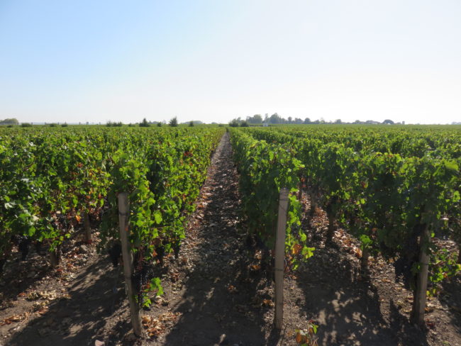 Vineyard at Château Marquis de Terme. Wine tour of the Medoc region Bordeaux #france #francetravel #winetour