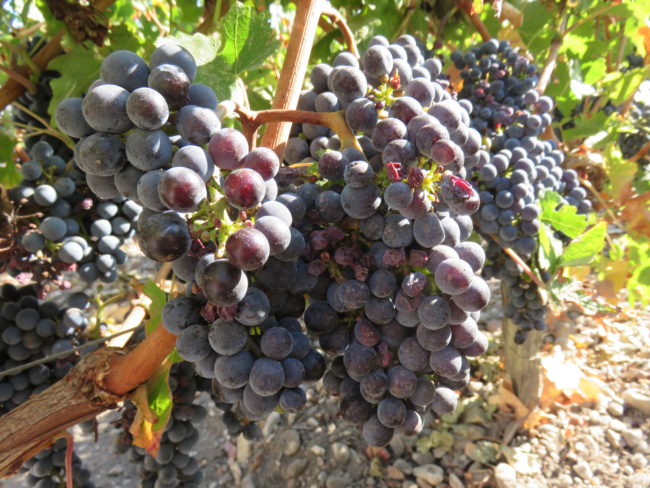 Plump, juicy grapes at Château Marquis de Terme. Wine tour of the Medoc region Bordeaux #france #francetravel #winetour