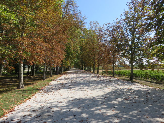 Château Margaux tree lined driveway. Wine tour of the Medoc region Bordeaux #france #francetravel #winetour