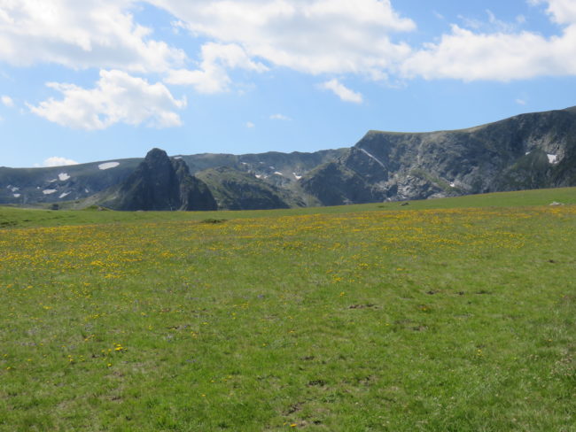 Wildflowers. A Guide to Hiking Bulgaria's 7 Rila Lakes Trail in the Rila Mountains #bulgaria #hiking