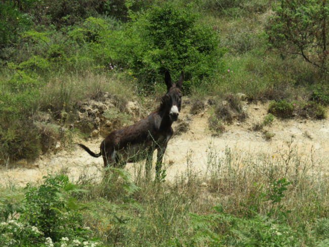 Donkey on the road to Rozhen village. Visiting Melnik – Bulgaria’s smallest town #bulgaria