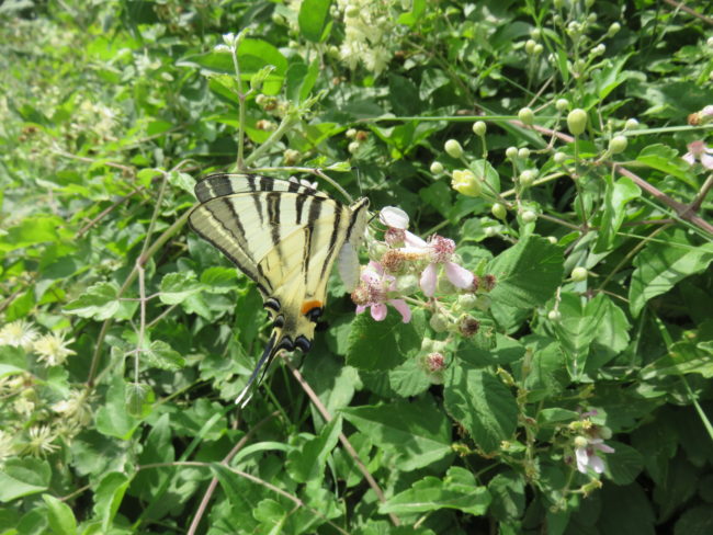 Wildflowers and butterfly. Visiting Melnik – Bulgaria’s smallest town #bulgaria
