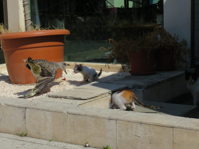 Seagulls and stray cats in Burgas. Relaxing in Burgas on the Black Sea Coast #burgas #bulgaria