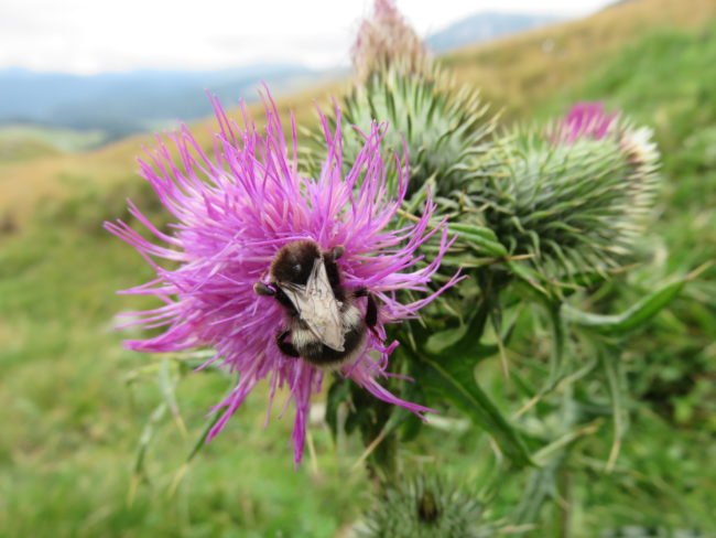 Wildflowers in the Bucegi Mountains. Hiking in Romania's Bucegi Mountains