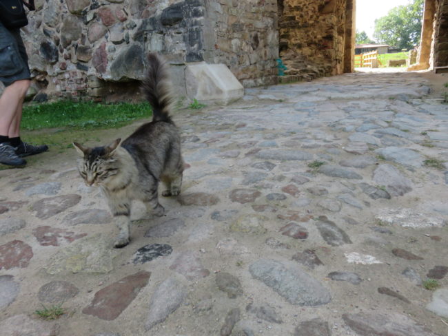 Cēsis castle cat. How to spend a day in the historic town of Cēsis #Latvia