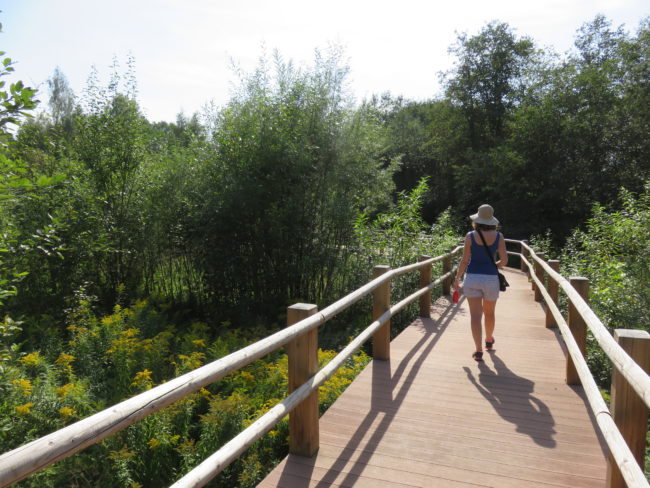 Cirulisi Nature Trail boarded walk. How to spend a day in the historic town of Cēsis #Latvia