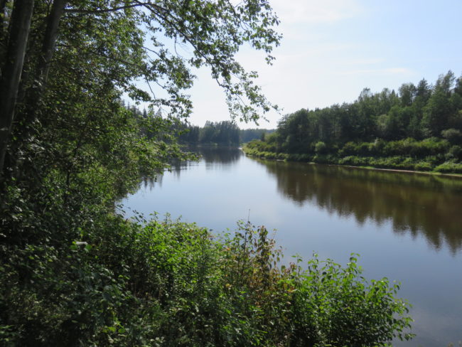 Gauja river on Cirulisi Nature Trails. How to spend a day in the historic town of Cēsis #Latvia