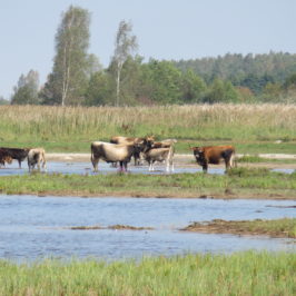 Visiting the wild horses and auroxen in Pape Nature Park #Latvia