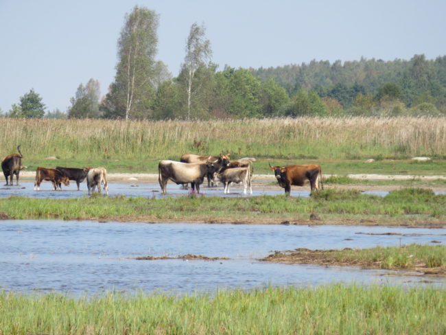Visiting the wild horses and auroxen in Pape Nature Park #Latvia