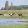 Visiting the Wild Horses and Auroxen in Pape Nature Park Latvia