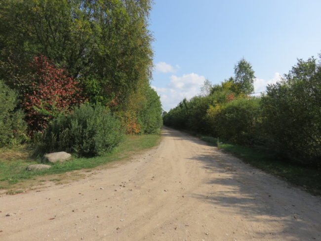 Road to the Pape Nature Reserve. Visiting the wild horses and auroxen in Pape Nature Park #Latvia