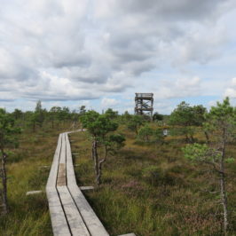 The Great Kemeri Bog. What to See and Do in Latvia's Seaside Resort of Jūrmala