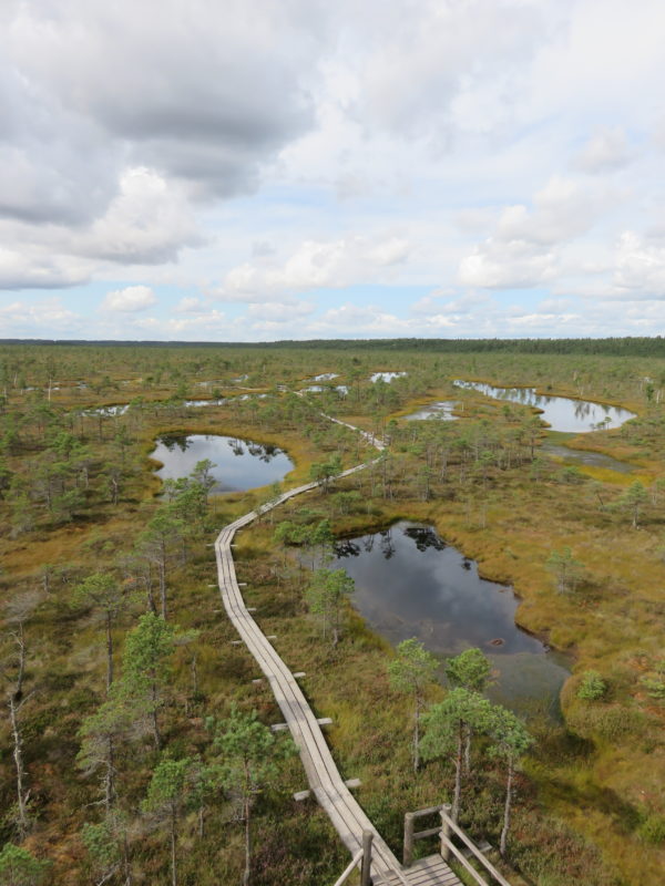 The Great Kemeri Bog. What to See and Do in Latvia's Seaside Resort of Jūrmala