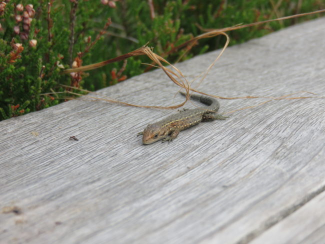 Lizard at The Great Kemeri Bog. What to See and Do in Latvia's Seaside Resort of Jūrmala