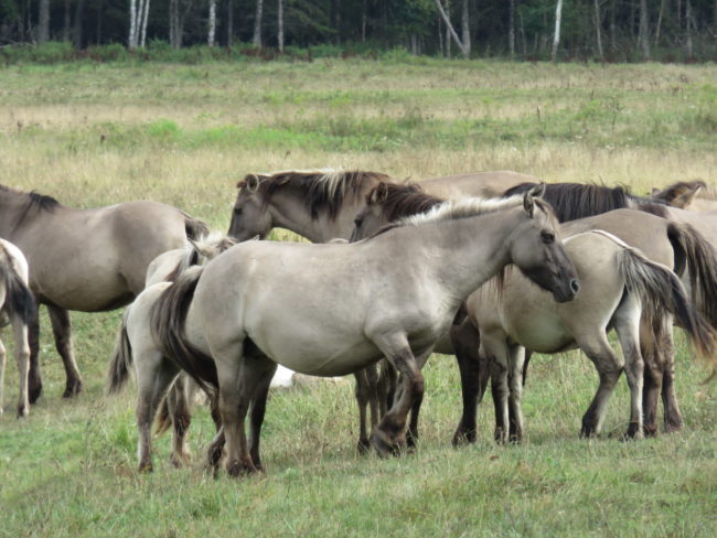 Latvian wild ponies in Dunduri Meadows. What to See and Do in Latvia's Seaside Resort of Jūrmala