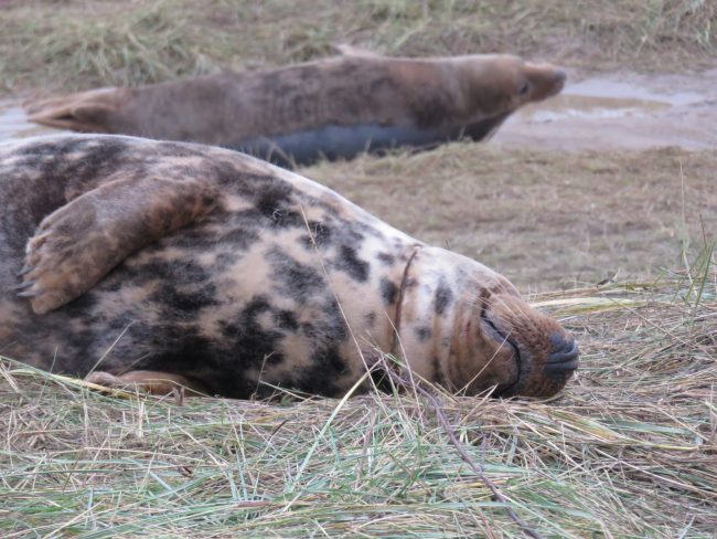Guide to Visiting the Donna Nook Seal Colony in Lincolnshire, England