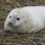 Guide to Visiting Donna Nook Seal Colony in Lincolnshire