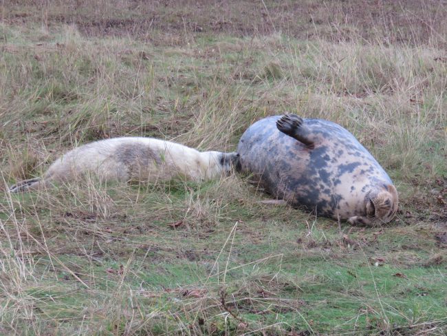 Guide to Visiting the Donna Nook Seal Colony in Lincolnshire, England