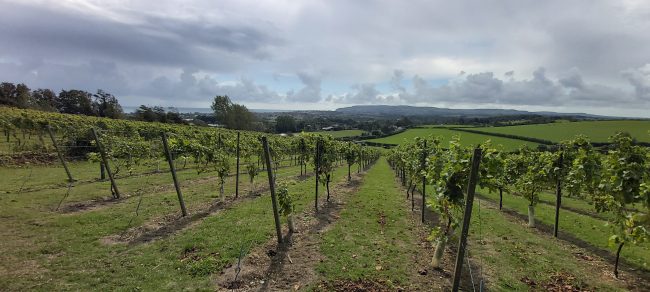 Adgestone Vineyard. What to see and do in the Isle of Wight
