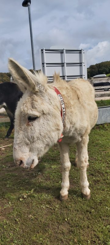 Isle Of Wight Donkey Sanctuary. What to see and do in the Isle of Wight
