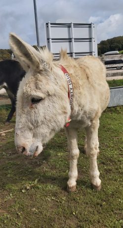 Isle Of Wight Donkey Sanctuary. What to see and do in the Isle of Wight