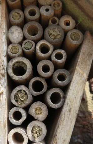 Individual nest cells created by bees for their larvae and food